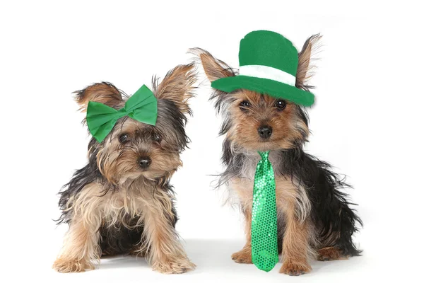 Yorkshire Terrier Puppies vieren Saint Patricks dag Stockfoto