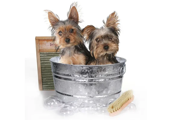 Teáscsésze Yorkshire terrier a fehér fürdés Stock Kép