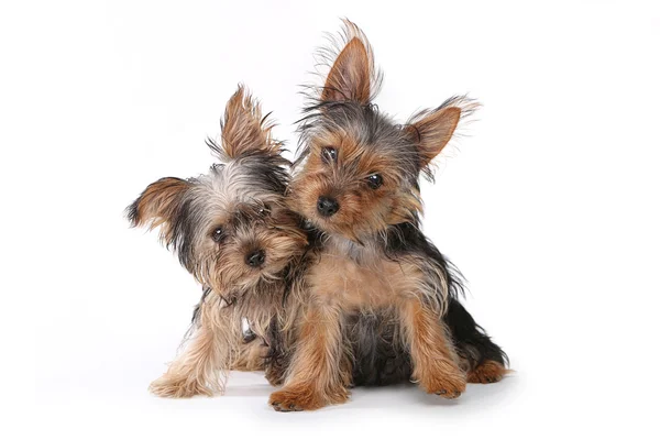 Yorkshire Terrier kiskutyák ül a fehér háttér Stock Fotó