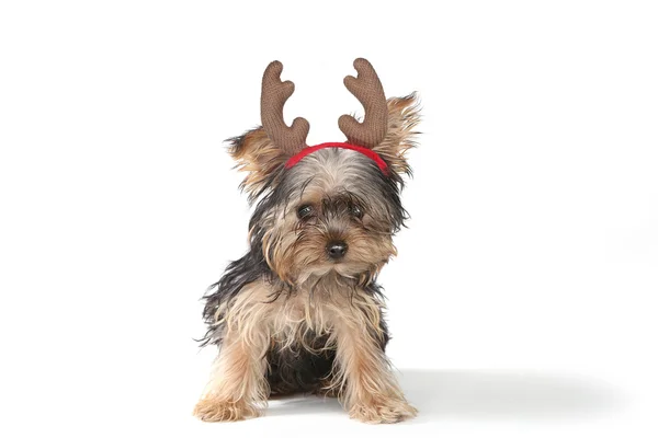 Kerstmis thema Yorkshire Terriers op wit Stockfoto