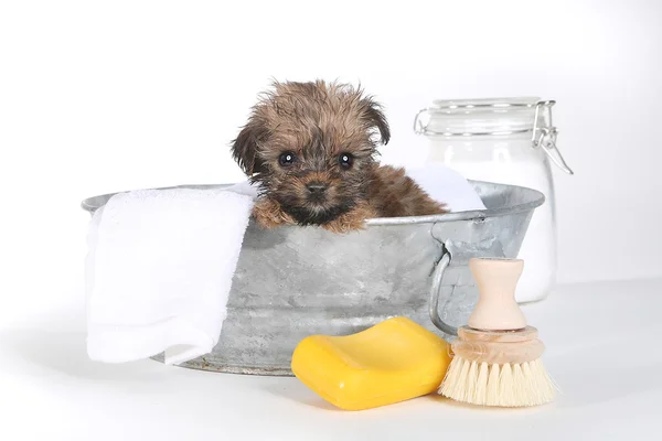 Teacup Yorkshire Terriers em banho branco Imagens De Bancos De Imagens Sem Royalties