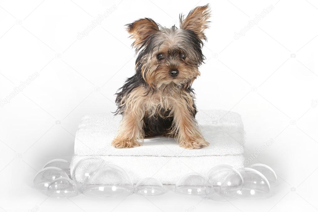 Teacup Yorkshire Terriers on White Bathing