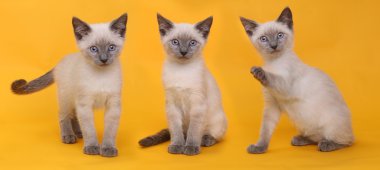 Parlak renkli arka plan üzerinde Siyam kedi yavruları