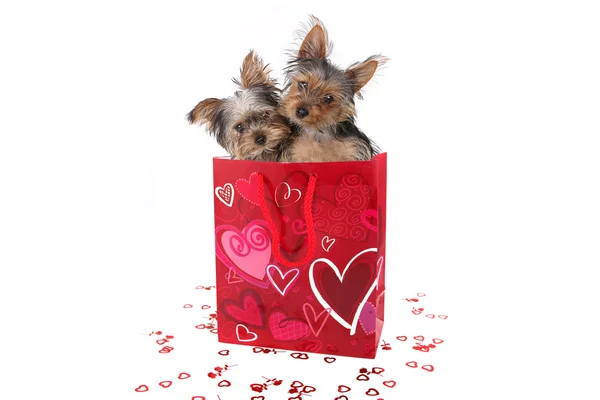 Yorkshire Terrier szczenięta w torbie tematyczne Valentine Obrazek Stockowy