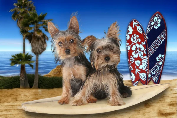 Plaży tematyce Yorkshire Terrier Obrazek Stockowy