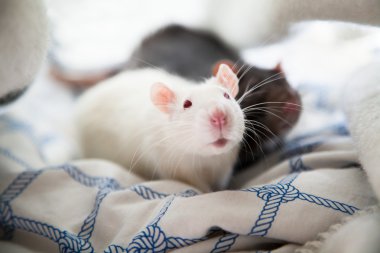 İki evde beslenen hayvan rats