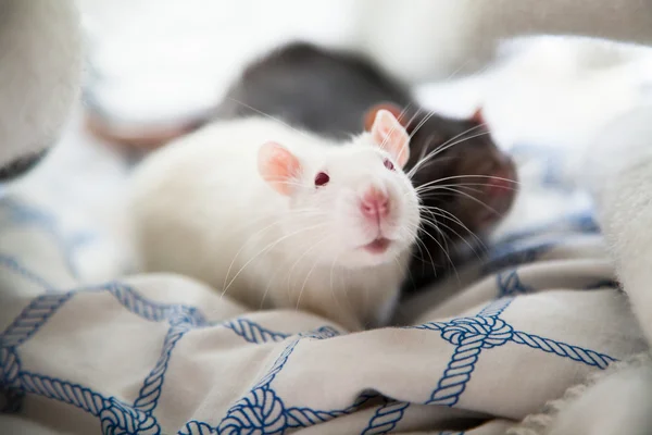 Две крысы — стоковое фото