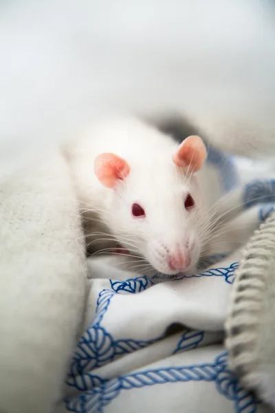Two pet rats — Stock Image Two pet rats Royalty Free Stock Images