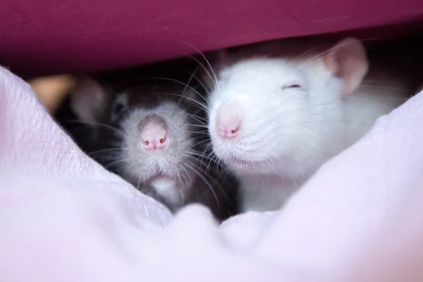 Två sällskapsdjur råtta — Stockfoto