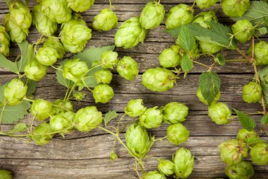 taze yeşil şerbetçiotu