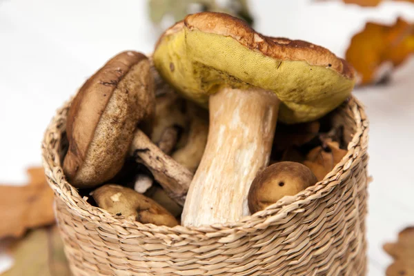 Лесные грибы — стоковое фото