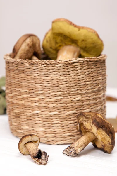 Funghi della foresta — Foto Stock