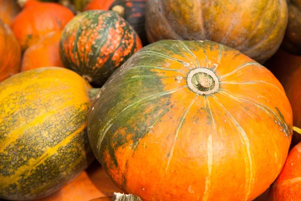 Pompoenen in een landbouwgrond — Stockfoto