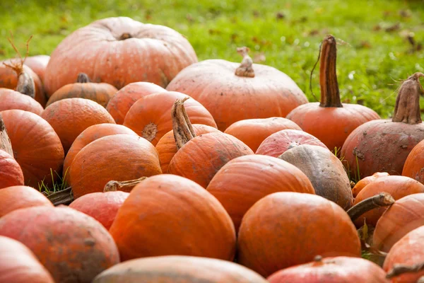 Calabazas en una tierra de cultivo —  Fotos de Stock