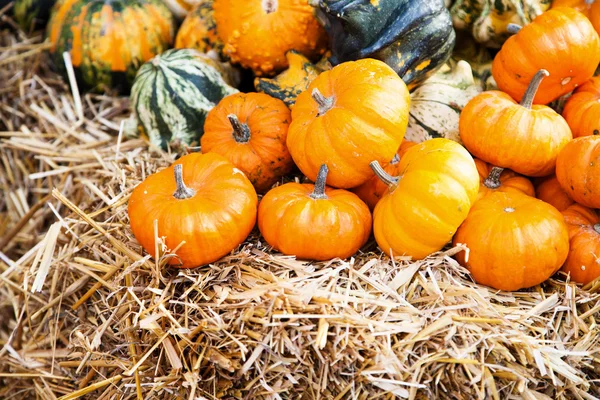 Pumpkins in a farmland — Stock Photo, Image