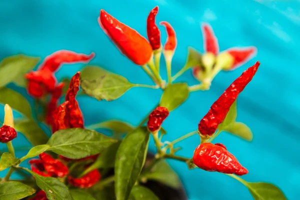 Chiles rojos que crecen en una olla — Foto de Stock