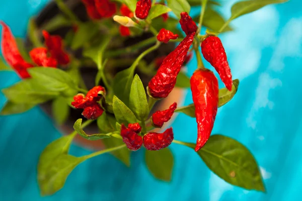 Röd chilipeppar växer i kruka — Stockfoto