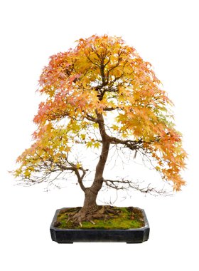 Bonsai ağacı beyaz arkaplanda izole edilmiş