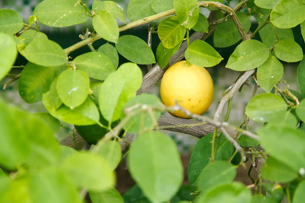 Zitronenbaum — Stockfoto