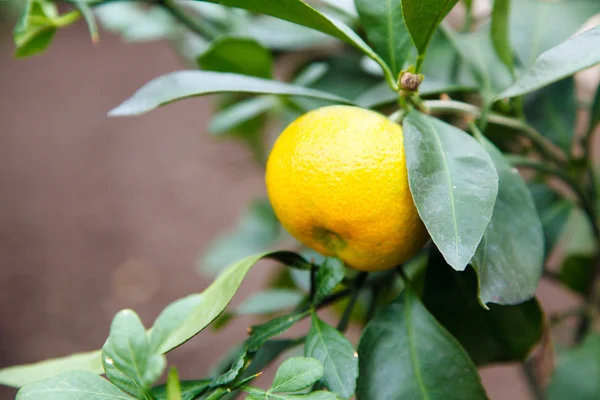 Mandarinenbaum — Stockfoto