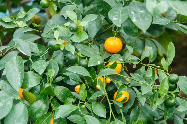 Tangerine träd — Stockfoto