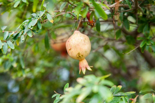 Växande granatäpple — Stockfoto