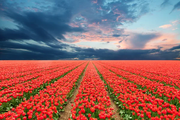 Tulipánmező Alföldeken — Stock Fotó