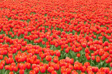 Hollanda 'daki lale tarlası