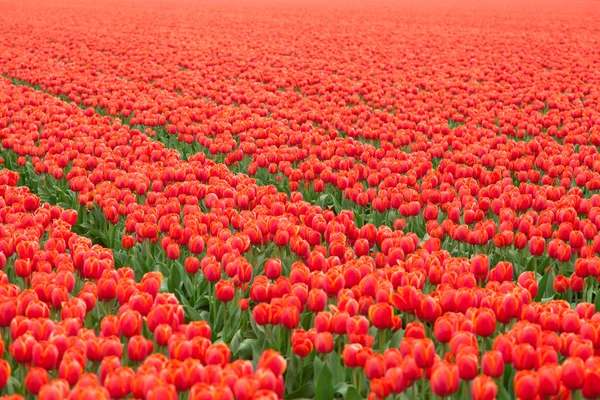 Tulipánmező Alföldeken — Stock Fotó