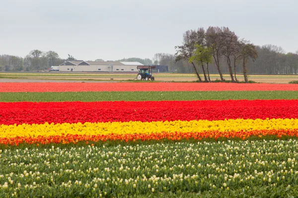 Campo de tulipas nas terras baixas — Fotografia de Stock