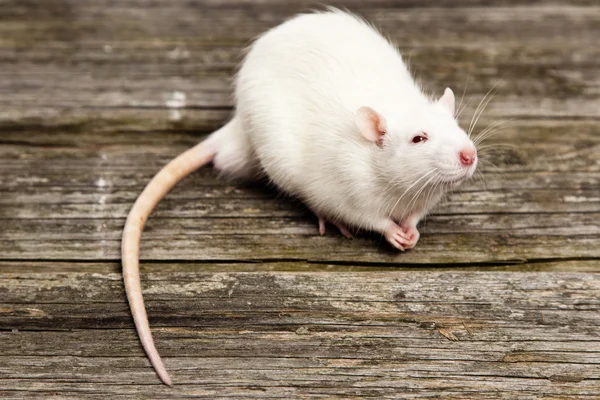 Rato de estimação — Fotografia de Stock