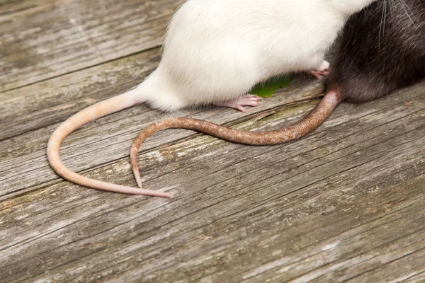 Schwänze von Ratten auf einem Holztisch — Stockfoto