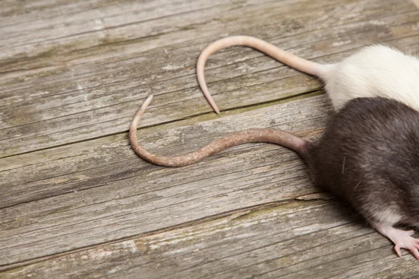 Staarten van ratten op een houten tafel — Stockfoto