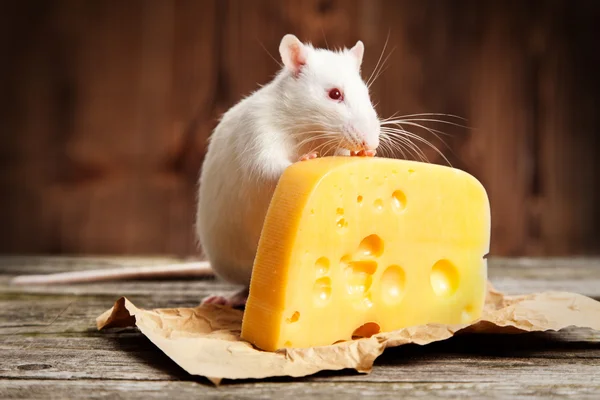 Rato de estimação com um grande pedaço de queijo — Fotografia de Stock