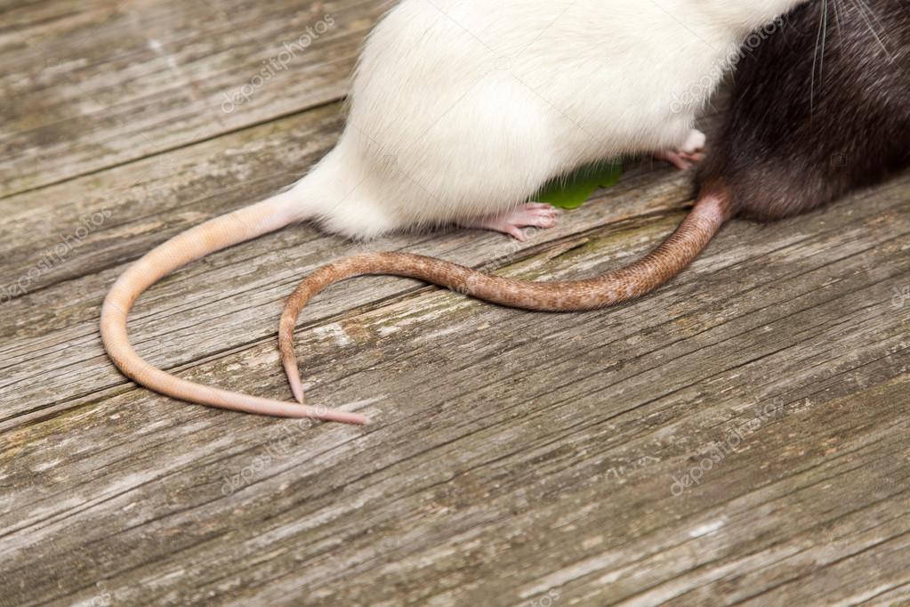 Tails Of Rats On A Wooden Table Stock Photo Gdolgikh 75567441 tails-of-rats-on-a-wooden-table-stock-photo-gdolgikh-75567441