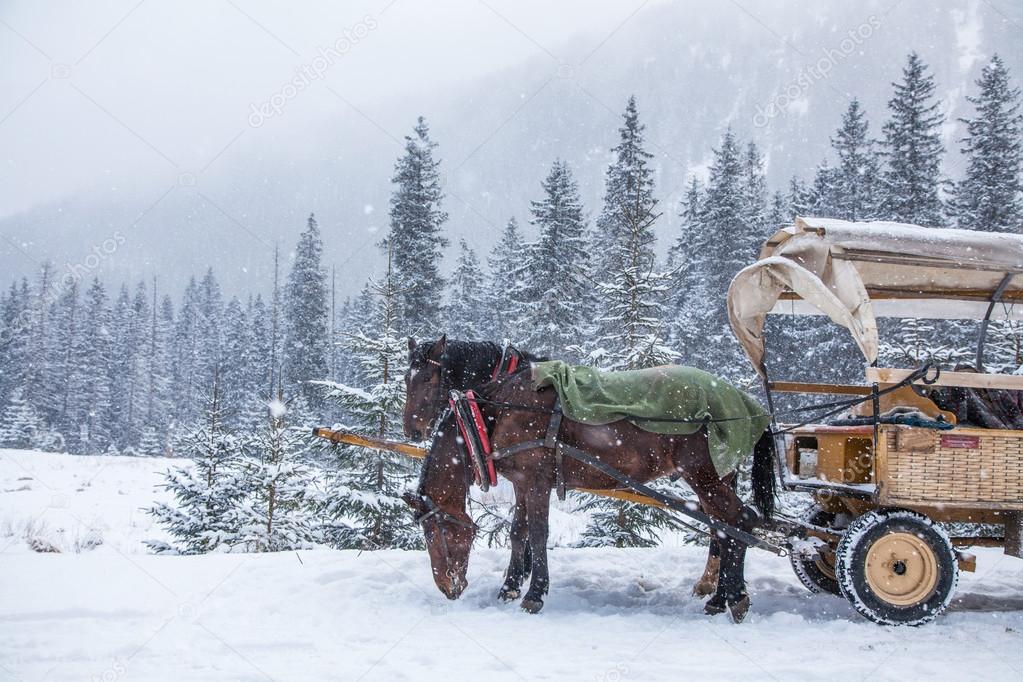 Two horses on a snowy winter day