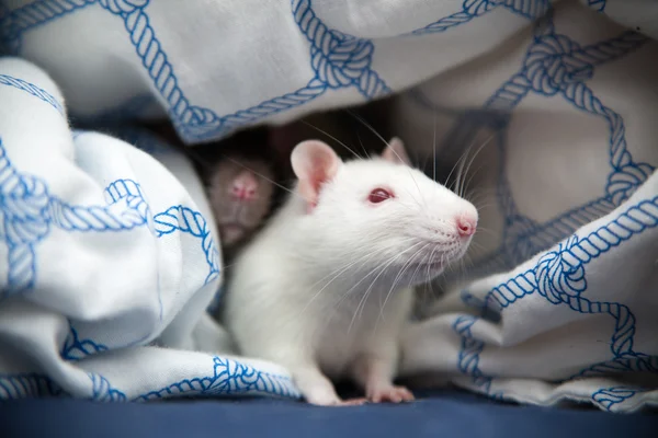 Dos ratas de mascota foto de primer plano —  Fotos de Stock