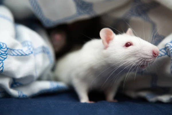 Twee huisdier ratten close-up foto Rechtenvrije Stockfoto's