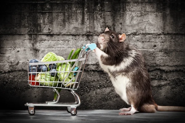 Rato bonito com um carrinho de compras — Fotografia de Stock
