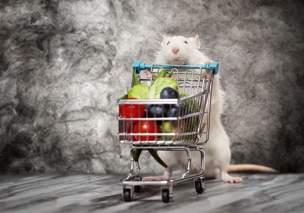 Söt råtta med en kundvagn — Stockfoto