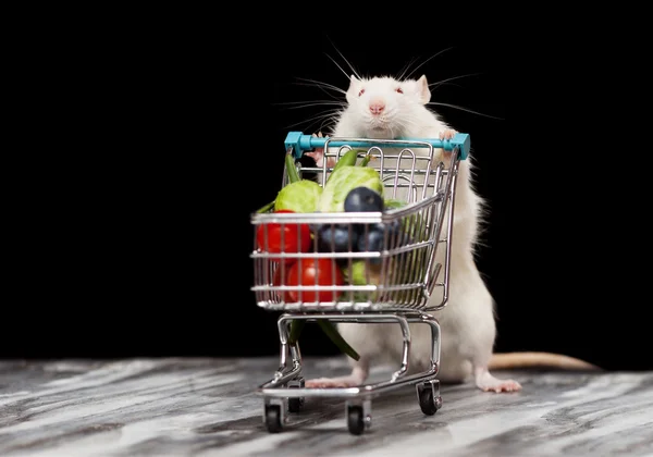 Schattig rat met een winkelwagentje — Stockfoto