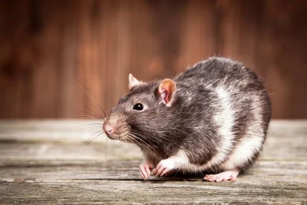 Evde beslenen hayvan iri fare — Stok fotoğraf