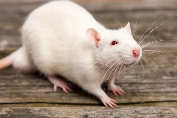 Huisdier rat — Stockfoto