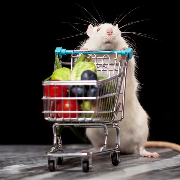Rato bonito com um carrinho de compras — Fotografia de Stock