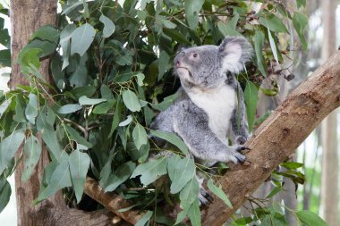 Ağaçtaki Koala.