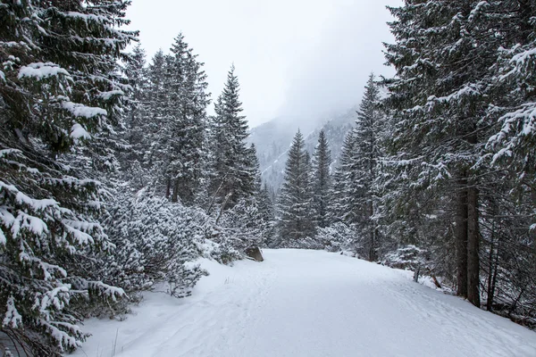 Χειμώνας στα βουνά — Φωτογραφία Αρχείου