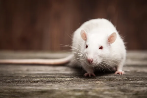 Pet rat closeup — Stock Photo, Image