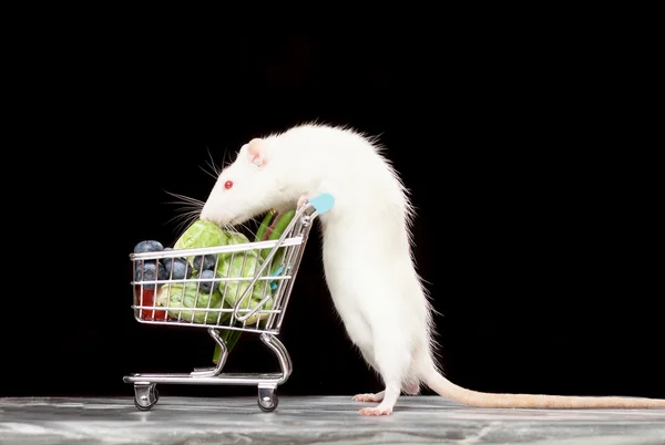 Милая крыса с корзиной — стоковое фото