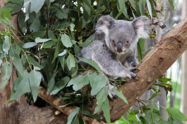 Ağaçtaki Koala.