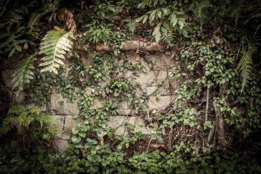 tropikal yağmur ormanları arka plan